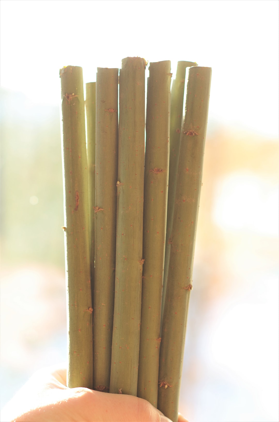 10 Pcs Willow Tree Sticks Willow Sticks Branches for Home Decoration
