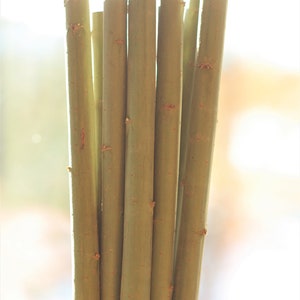 3 pcs thick (3 cm diameter) willow tree sticks willow sticks branches for home decoration, crafts, 58 cm /23 inches long.