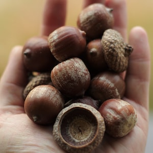 Roteiche (Quercus rubra L.) samen 12 Stück / 2024 Frische Samen