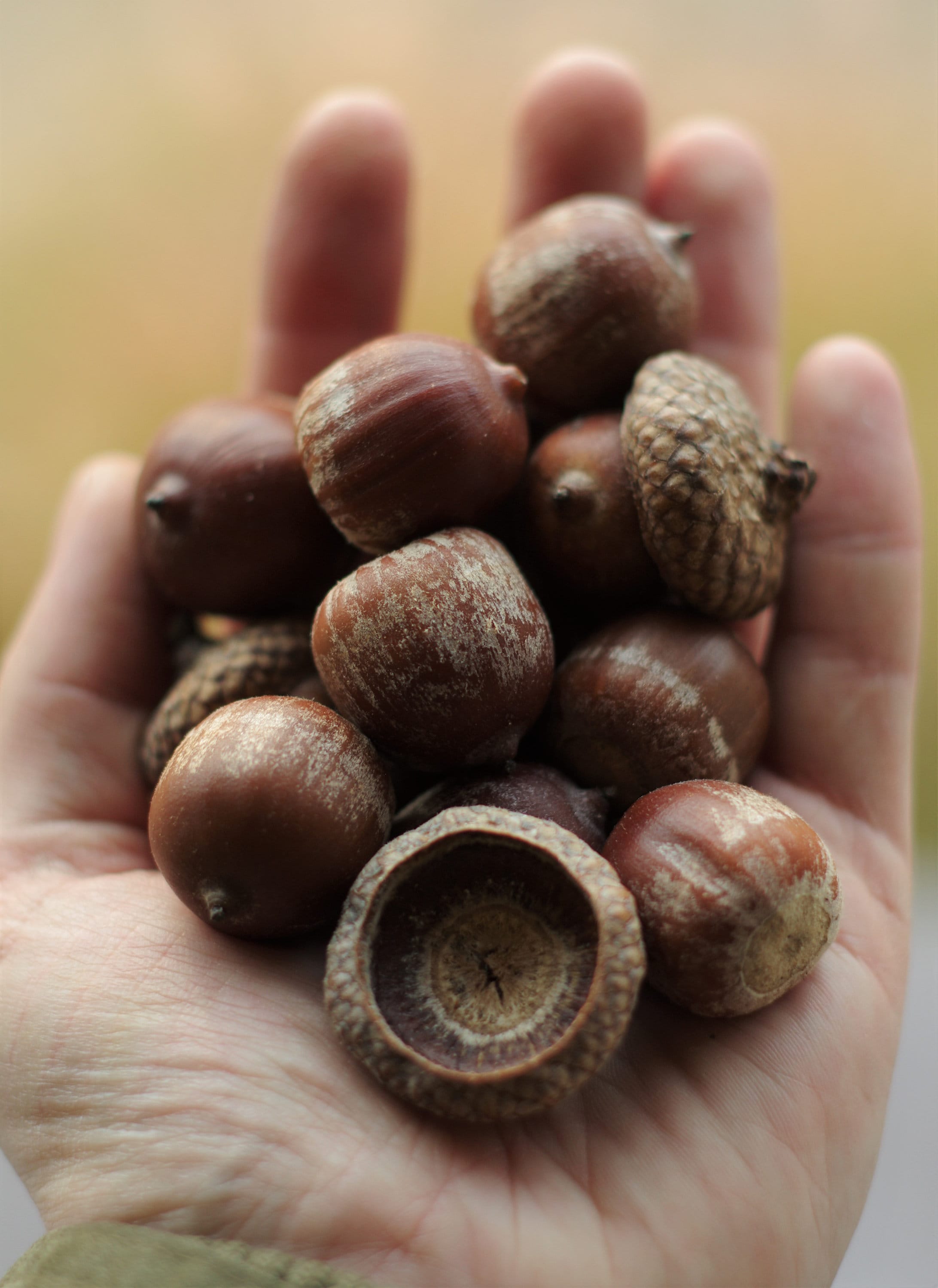 Ghiande Di Quercia Tenet - 3 Semi Naturali Per Piantare Alberi (Quercus Robur) - Foto 9