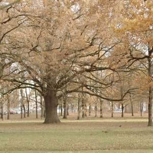 Stieleiche (Quercus robur L.) Samen aus ältestem Stadt-Eichenhain in Europa 12 Stück / 2024 Frische Samen.