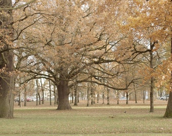 English oak (Quercus robur L.) seeds from oldest in Europe city oak grove 12 pcs / 2024 Fresh seeds.