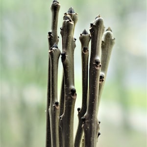 Ash branches European ash tree twigs sticks 10 pcs long 58 cm (23 inch). Organic Fraxinus excelsior.