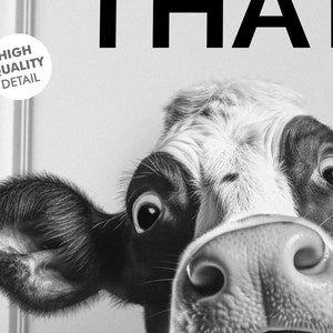 May include: A black and white cow with a curious expression, looking directly at the camera. The cow's nose is close to the camera, and its eyes are wide open.