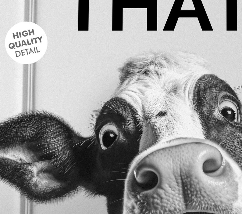 May include: A black and white cow with a curious expression, looking directly at the camera. The cow's nose is close to the camera, and its eyes are wide open.