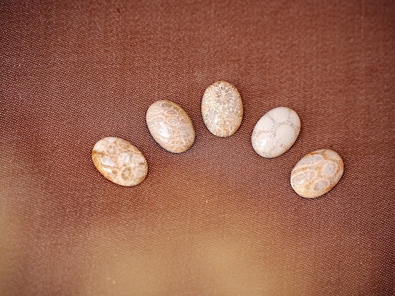 Fossile Koralle Cabochon I 25x17 Edelstein oval, fair gehandelt zur Herstellung von Schmuck