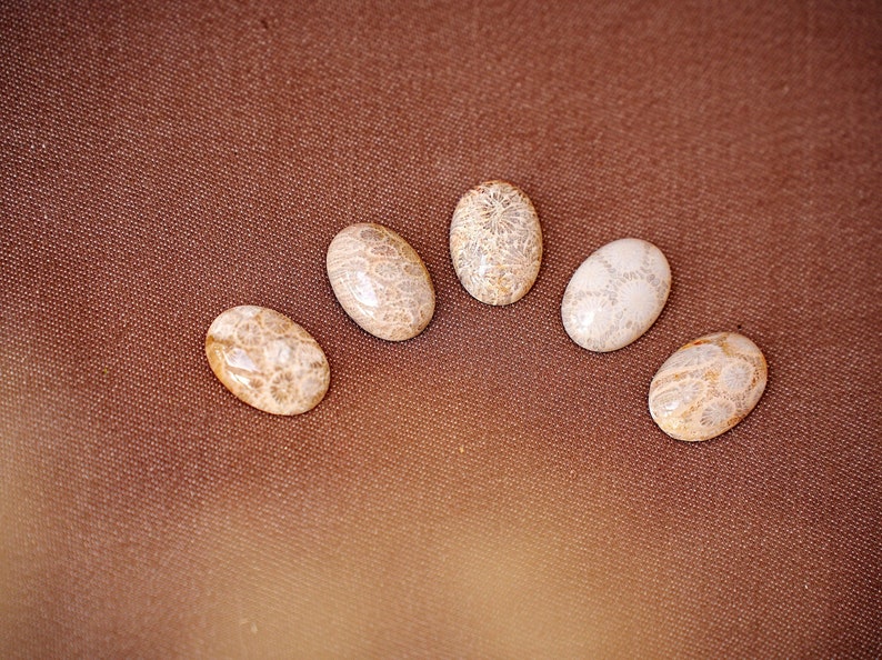 May include: Five oval-shaped fossilised coral cabochons in various shades of brown and white on a brown fabric background.