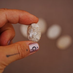 May include: A close-up of a light brown fossilized coral stone, with a white and grey pattern, held in a hand with pink nail polish and a crescent moon design.