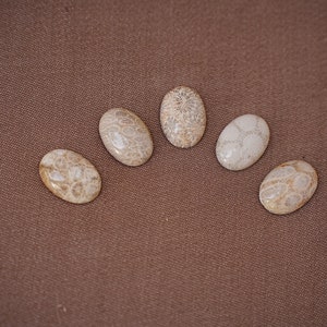 May include: Five oval-shaped fossilised coral cabochons in various shades of beige and white. The cabochons are arranged in a semi-circle on a brown fabric background.