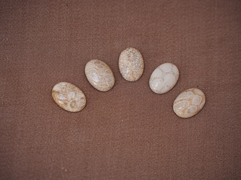 May include: Five oval-shaped fossilised coral cabochons in various shades of beige and white. The cabochons are arranged in a semi-circle on a brown fabric background.