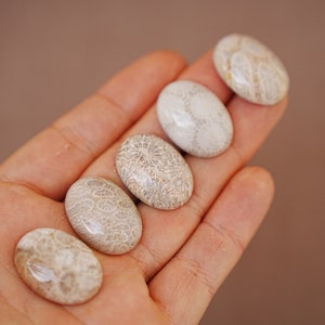 May include: Five oval-shaped fossilized coral cabochons in various shades of white and beige, with intricate patterns, displayed on a hand.