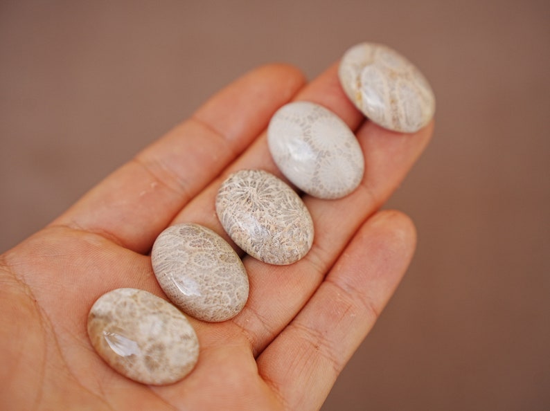 May include: Five oval-shaped fossilized coral cabochons in various shades of white and beige, with intricate patterns, displayed on a hand.