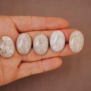 May include: Five oval-shaped fossilised coral cabochons in various shades of white and brown with a delicate, intricate pattern. The cabochons are arranged in a row on a hand.