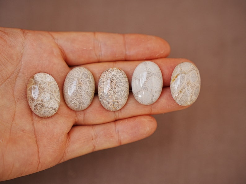 May include: Five oval-shaped fossilised coral cabochons in various shades of white and brown with a delicate, intricate pattern. The cabochons are arranged in a row on a hand.