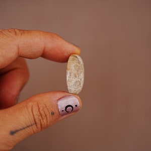 May include: A close-up of a light brown, round, fossilised coral. The coral is being held between two fingers.