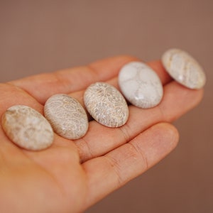May include: Five oval-shaped fossilised coral cabochons in various shades of white and beige, displayed on a hand.