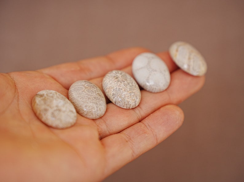 May include: Five oval-shaped fossilised coral cabochons in various shades of white and beige, displayed on a hand.
