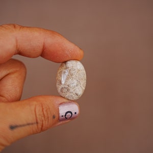 May include: A close-up of a light brown fossilized coral stone with a white and grey pattern. The stone is being held between two fingers.