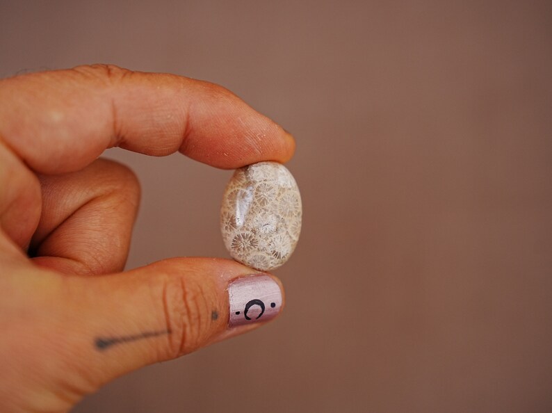May include: A close-up of a light brown fossilized coral stone with a white and grey pattern. The stone is being held between two fingers.