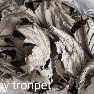 Fey Tronpet