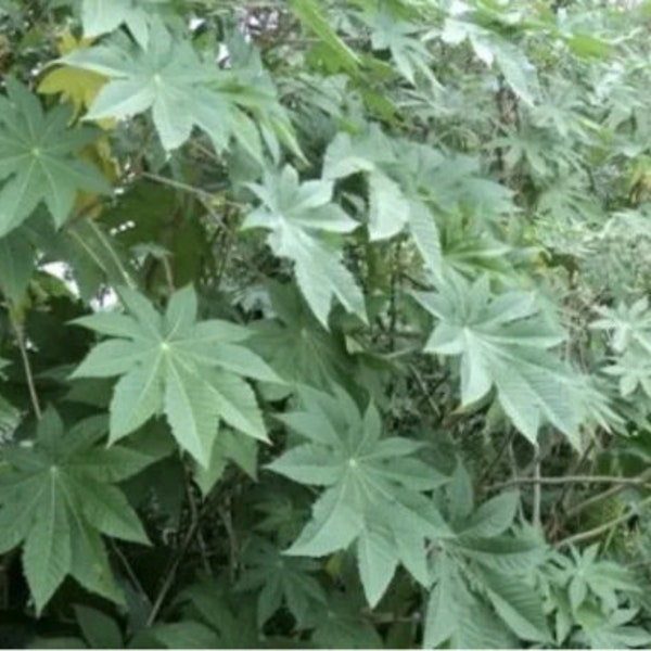 Fey maskreti/ castor leaves/dry leaves