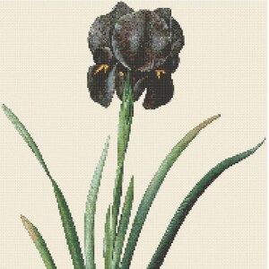 Iris Luxiana, Black Iris by Pierre Joseph Redoute Cross Stitch Pattern