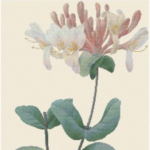 Honeysuckle by Pierre Joseph Redoute Cross Stitch Pattern