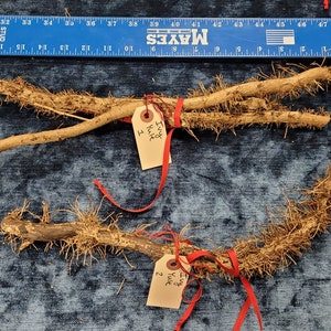 Ivy Wood Wand, Yule 2021 Harvest
