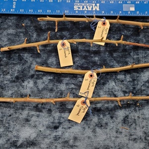 Apple Wood Wands, Trimmed Harvest 2021