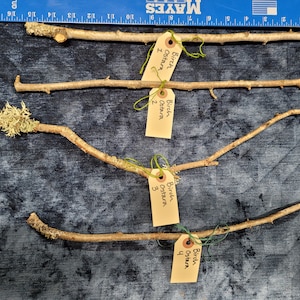 Birch Wood Wands, Ostara 2022 Harvest