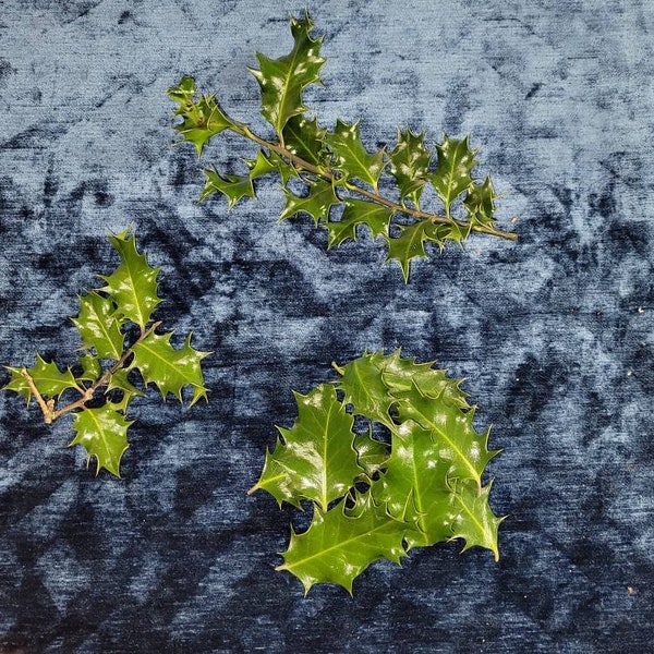 Fresh Holly Leaves or Sprigs, Picked After Ordering, From Male or Female Tree