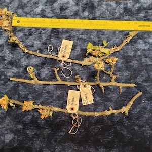 Apple Wood Wands, Beltane 2022 Harvest