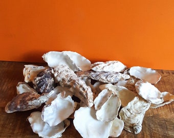 Schoongemaakte oesters / oesterschelpen direct klaar voor hobby - schilderen - decoupage. Prachtige schelpen voor hobby, huwelijk, decoupage