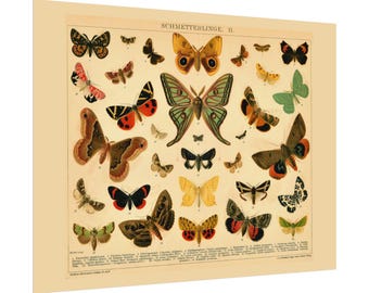Vintage Butterfly Art Print, Nature Wall Decor, Cottage Core