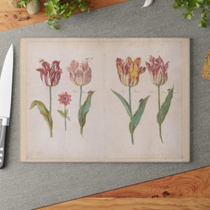 Puede incluir: Una ilustración botánica vintage de cuatro tulipes con pétalos rojos, blancos y amarillos. Las tulipes están dibujadas en un estilo detallado y realista, con líneas y sombreado delicados. La ilustración está sobre un fondo de color crema.
