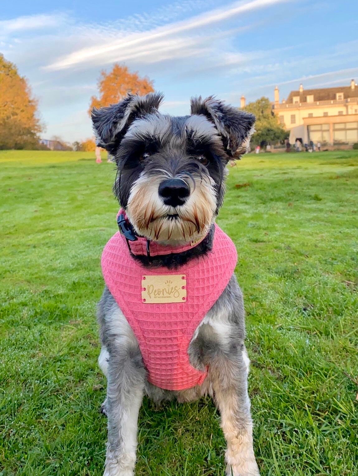 Petite Amoure Hundegeschirr-Set In Rosa – Mit Halsband, Leine, Bandana & Kotbeutelhalter, Größe L