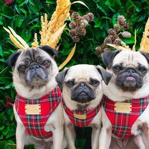 May include: Three pugs wearing red plaid harnesses with gold name tags, posing in front of a green leafy background. Each dog has decorative antlers made of wheat and pinecones.