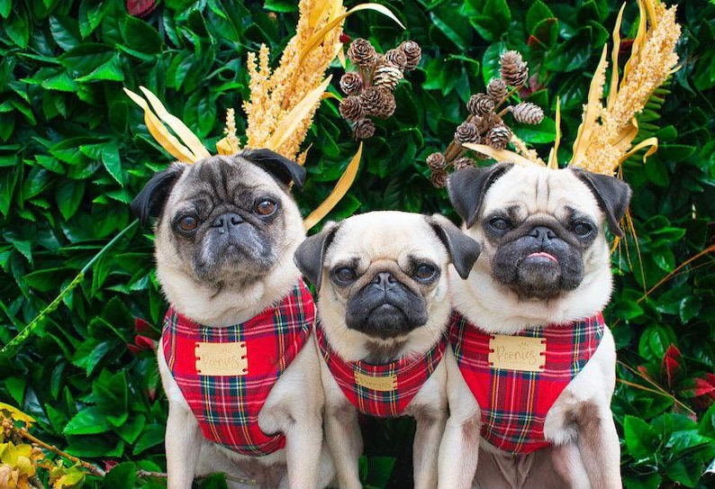 May include: Three pugs wearing red plaid harnesses with gold name tags, posing in front of a green leafy background. Each dog has decorative antlers made of wheat and pinecones.