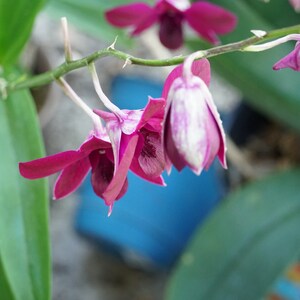 May include: Close-up of a cluster of orchid flowers in varying stages of bloom. The petals are a deep magenta color, with some showing white and purple marbling. The green leaves and stems provide a natural backdrop.