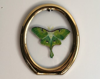 Luna Moth Painting | Butterfly Painting Actias Luna American Silk Moth