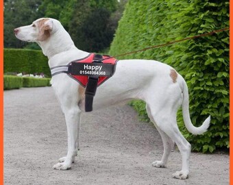 engraved dog harness