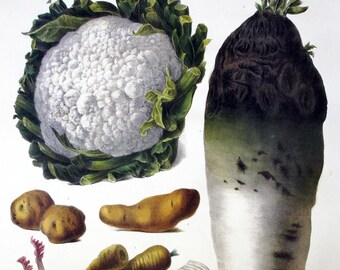 Vilmorin - Andrieux French Garden Vegetables Prints - Excellent condition