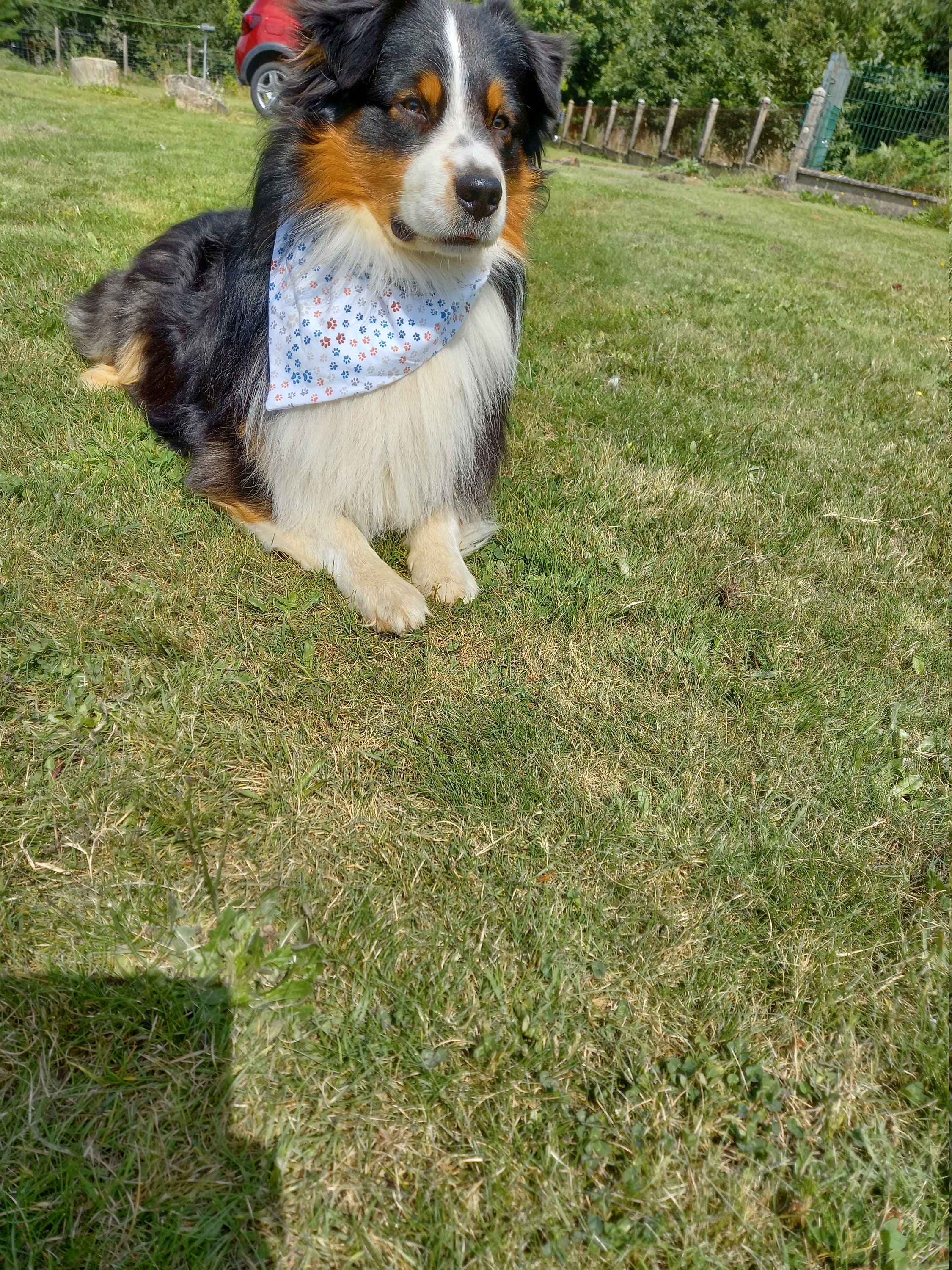Bandana Pour Chien