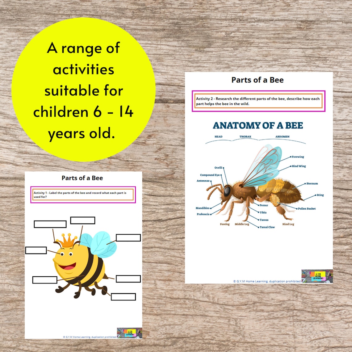 Bee Activity Sheets and Craft Printable Bee Life Cycle and Anatomy Unit ...