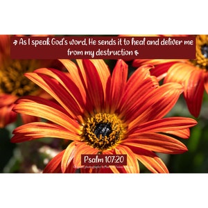 Lebendiges oranges Gänseblümchen Foto mit inspirierendem Bibelvers Psalm 107:20 |  9 x 6 Zoll Fotokunst Gott heilt und befreit mich