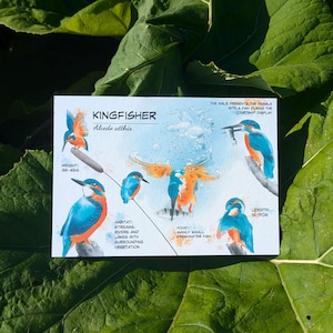 Cartão postal de luxo Kingfisher com costura azul, 600gsm