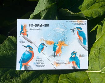 Kingfisher luxury postcard with blue seam, 600gsm