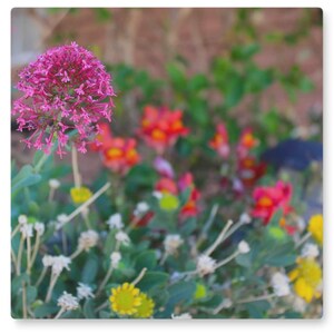 Flowers in Sedona Nature Photography Metal Print Wall Art 16x16