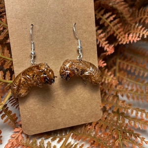 Real Cicada Husk Dangle Earrings