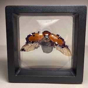 May include: A preserved beetle with iridescent purple wings encased in a black frame with a clear glass front.